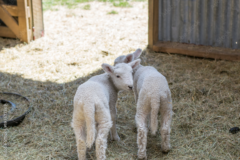 Fototapeta premium two little lambs in a barn