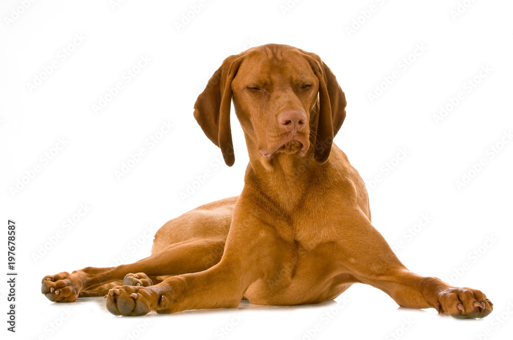 Dösender Magyar Vizsla isoliert auf weißem Grund