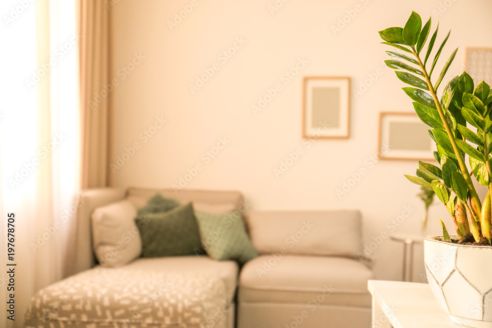 Tropical plant with green leaves in home interior Tropical plant with green leaves in home interior