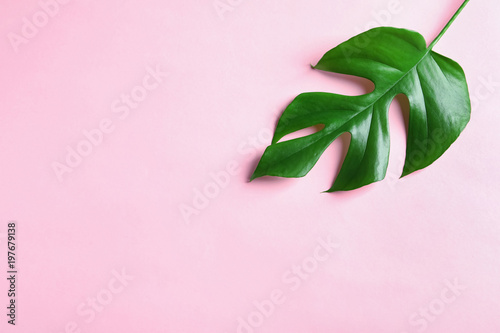 Beautiful tropical Monstera leaf on color background, top view