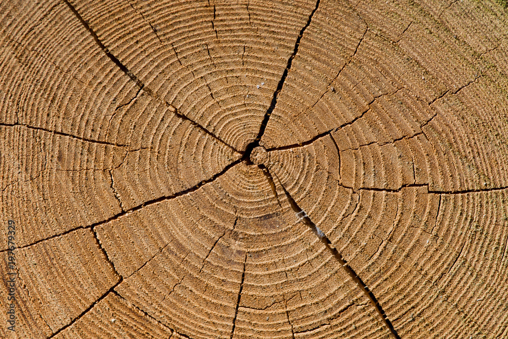 Fototapeta premium Altholz