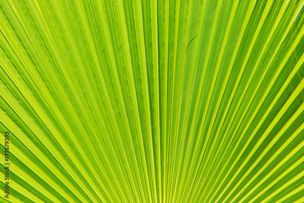 Palmenfächer