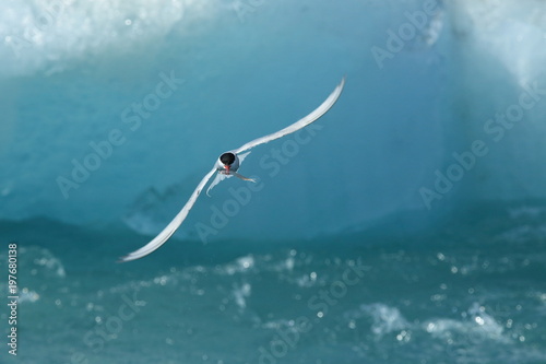 arctic tern, sterna paradisaea  Iceland  photo