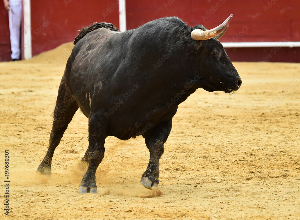 toro en corrida de toros en españa toro en corrida de toros en españa
