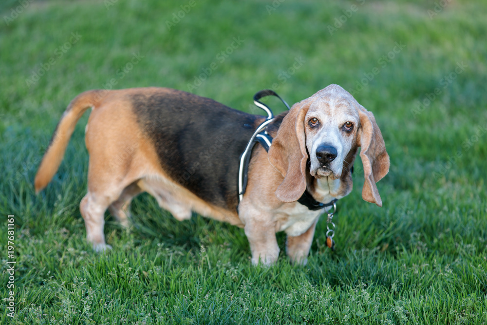 Basset Hound adult male portrait in a dog park in California.
