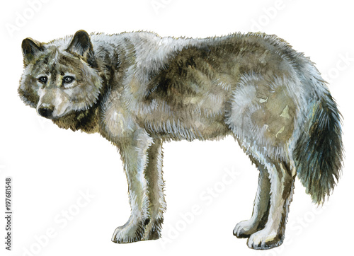 Watercolor painted illustration gray wolf