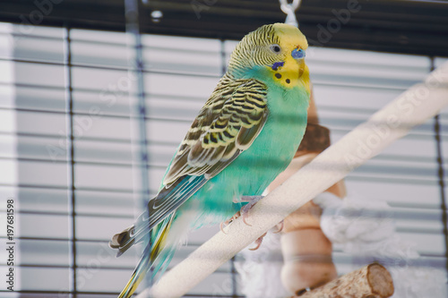 turquoise male budgie is sitting in its cage