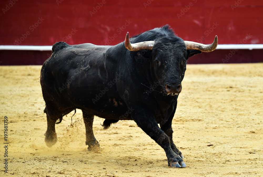 toro en españa