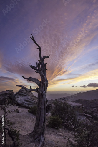 Weathered tree trunk captured during the blue hour in southeastern Arizona, USA