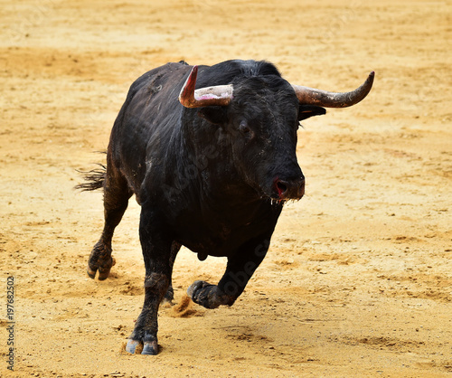 toro en españa