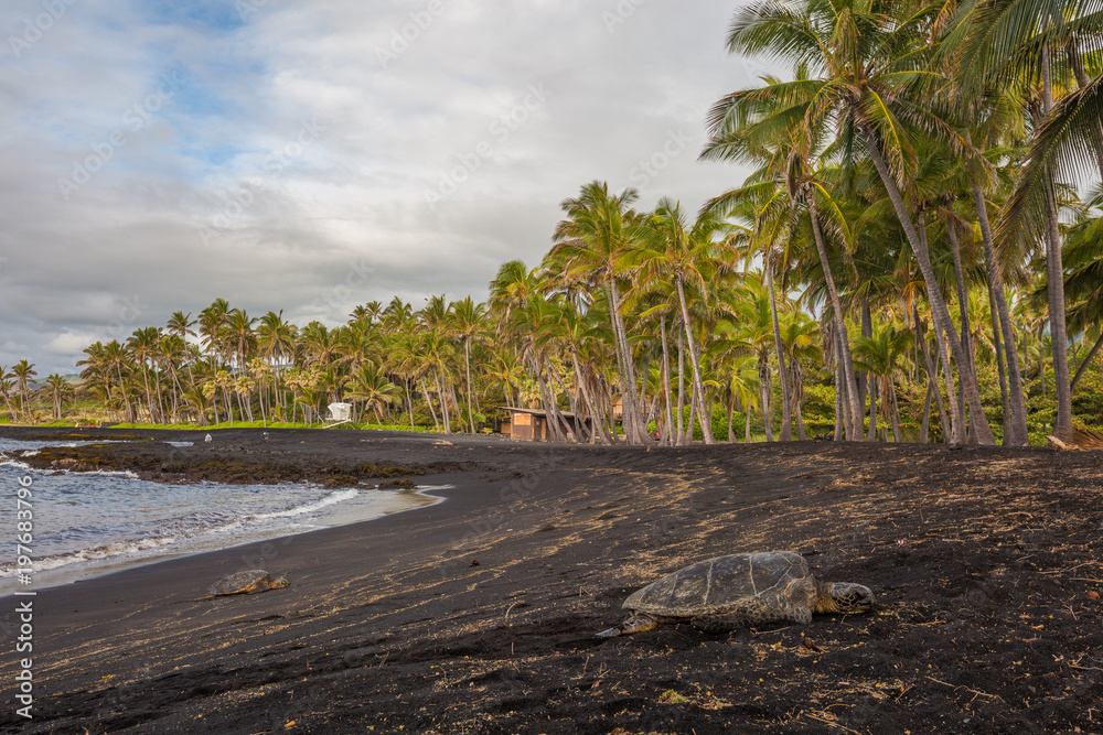 Hawaiian Green Sea Turtle relaxing on a Black Sand Beach in Hawaii Hawaiian Green Sea Turtle relaxing on a Black Sand Beach in Hawaii