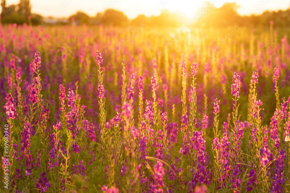 Naklejka premium Lupines flowers
