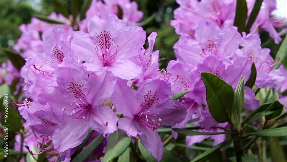 Blossoming rhododendron in the garden.
Blossoming rhododendron in the garden.