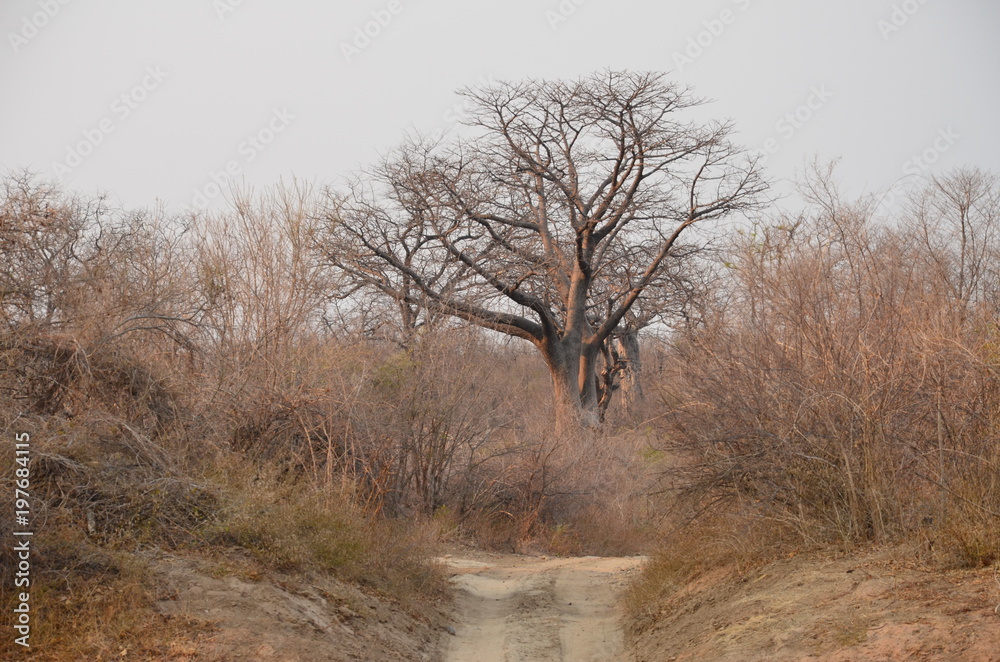 The African landscape. Baobab. Zimbabwe The African landscape. Baobab. Zimbabwe