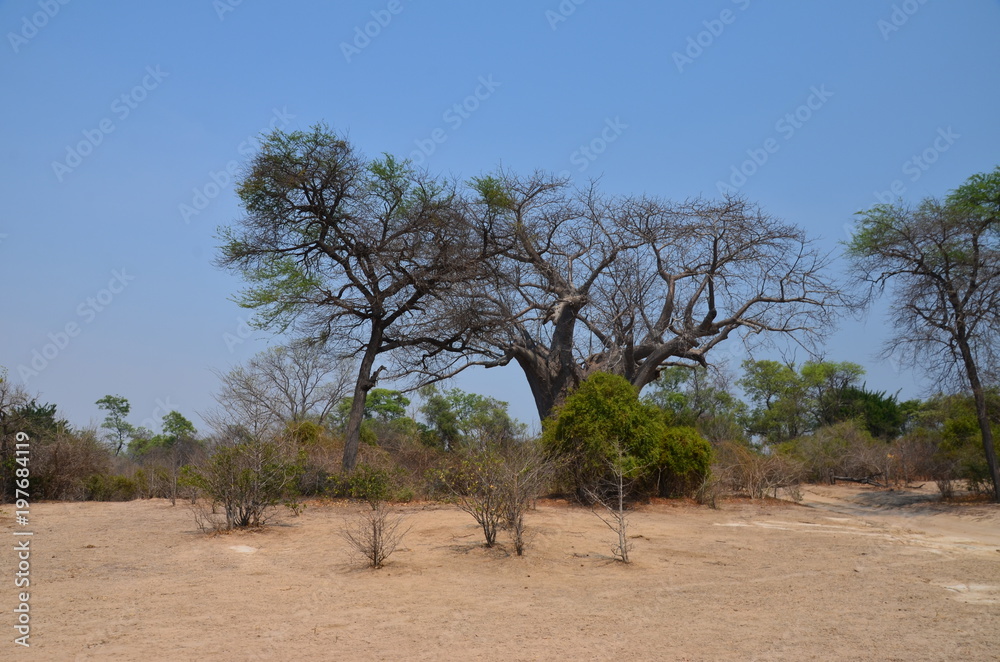 The African landscape. Baobab. Zimbabwe The African landscape. Baobab. Zimbabwe