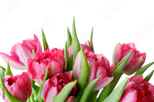 Bouquet of pink tulips on white background  isolate