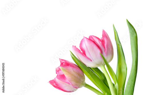 Two tulips on white background, isolate © grek881