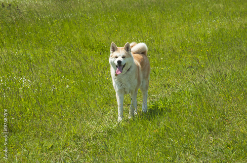 Nice akita dog in the field