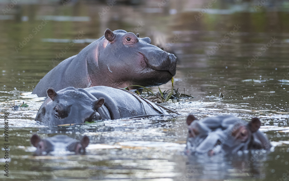 Fototapeta premium Hippopotamus , Kruger National Park , Africa