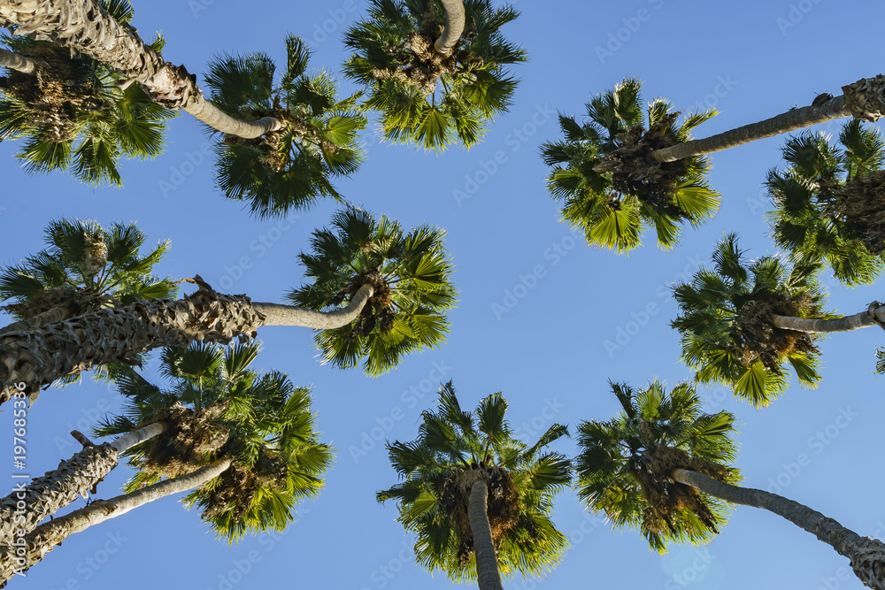 Obraz premium Looking up the palm tree with blue sky