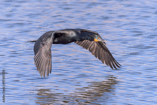 Double-crested Cormorant Gliding Above The Water © Gary