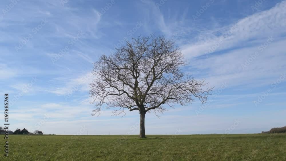 Solitary leafless tree in green field on background of vibrant blue sky with white cirrus clouds with green grass blown by wind and tree branches swaying stirred by breeze Solitary leafless tree in green field on background of vibrant blue sky with white cirrus clouds with green grass blown by wind and tree branches swaying stirred by breeze