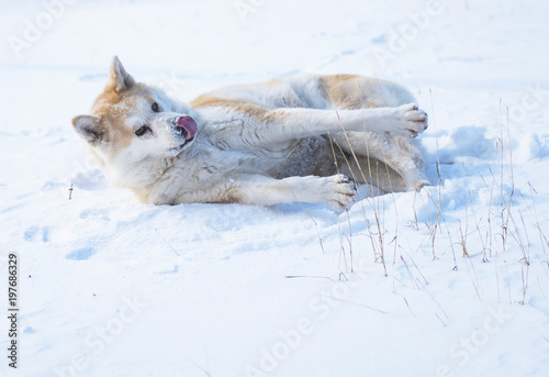 Playing akita dog in winter