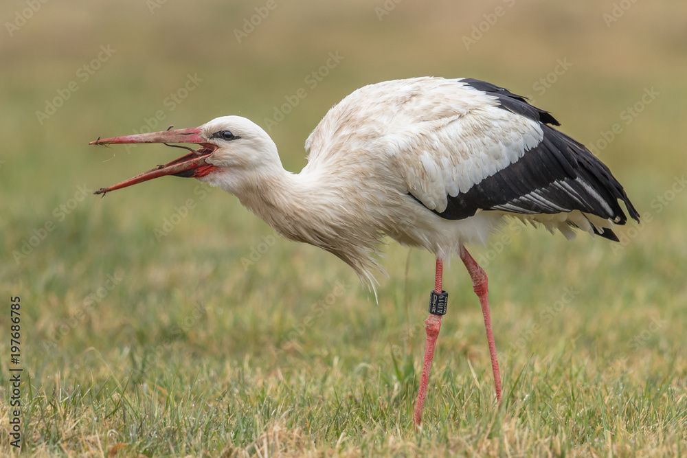 Naklejka premium storch mit wurm