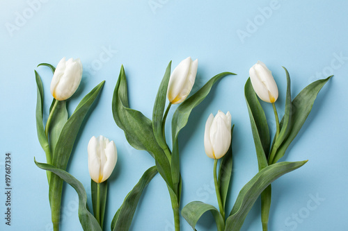 White tulip flowers on blue background. Flat lay  top view.