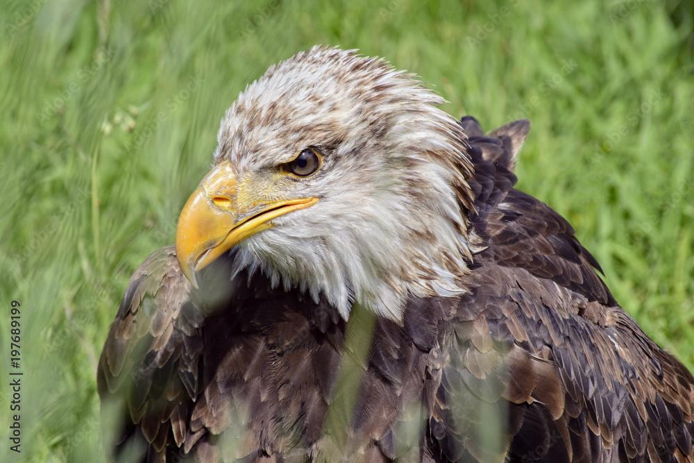 Fototapeta premium Portrait of a bald eagle, controlled conditions. Taken in Cabarceno Natural Park in Spain, home to a hundred animal species from five continents living in semi-free conditions.