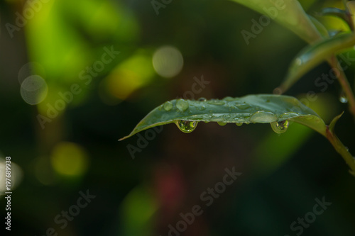 leaf macro water drop