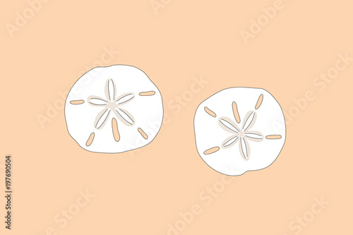 Drawing of sand dollars, vector illustration.