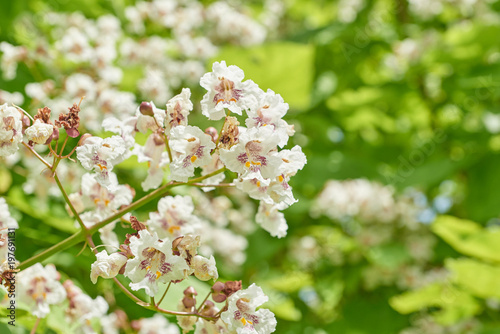 Flowers of a tree a chestnut. photo