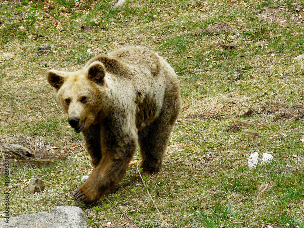 Brown bear, Ursus arctos in Rila Mountain, Bulgaria 