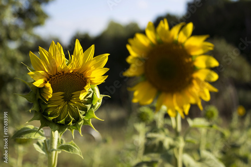Two sunflowers in a field on a background of trees. Flowering sunflower open sunflower with multiple petals
