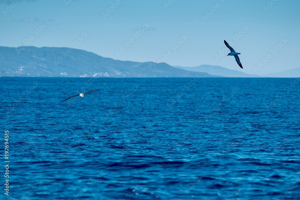 Obraz premium Shearwaters flying close to Pico island in the Azores 