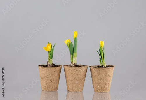 Fototapeta Naklejka Na Ścianę i Meble -  Narcissus flower in a pot isolated on grey background