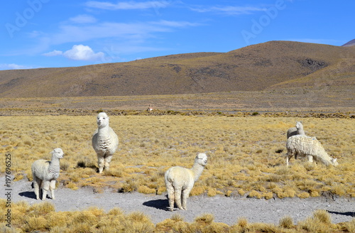 Group of whithe Alpacas in Andes Mountains, Peru