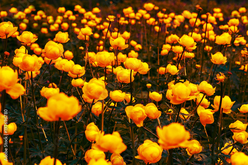 Trollius europaeus is listed in the red book. Many flowers on the field. Background of yellow flowers © Викентий Елизаров