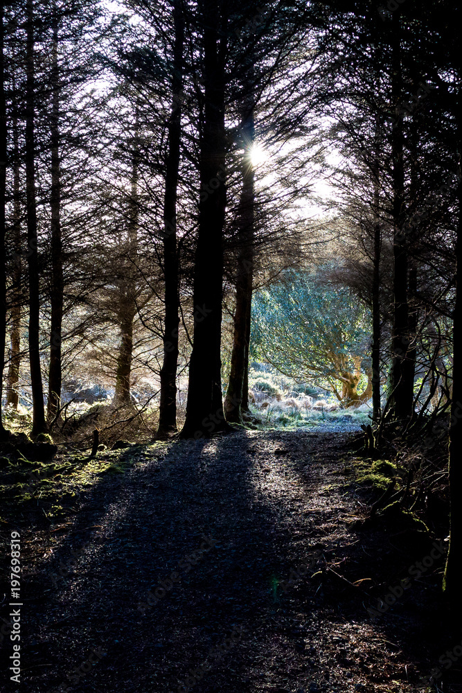 Obraz premium Evening Sunlight through the Trees falling on the Forest Trail