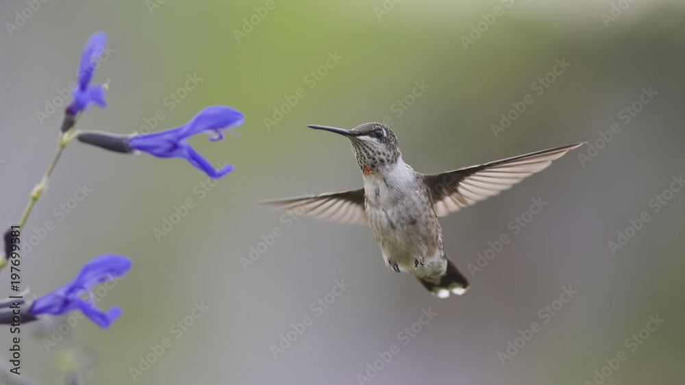 Fototapeta premium A Beautiful Morning in the Sage