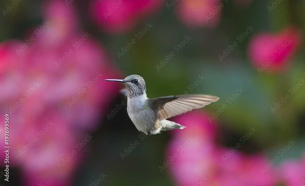Fototapeta premium A Begonia Kind of Day