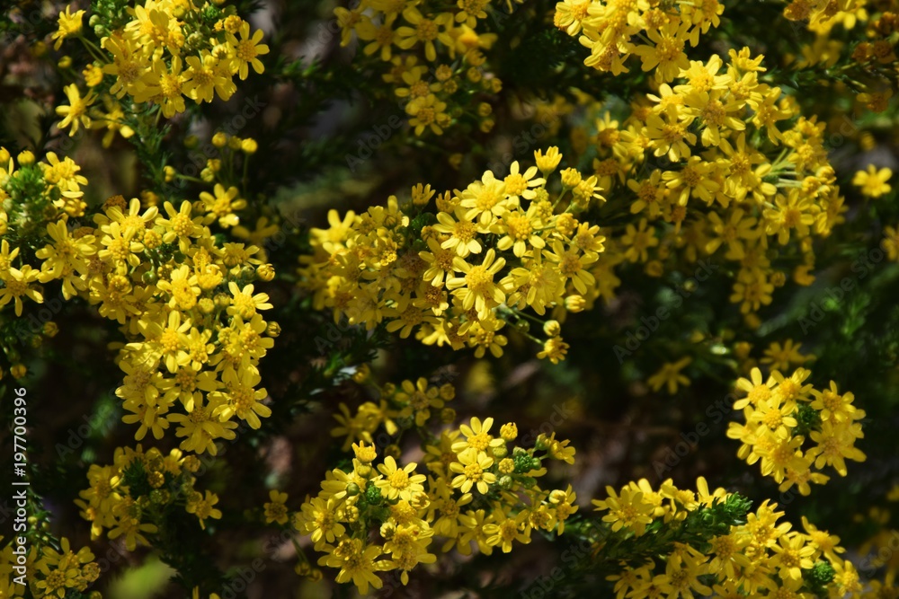 Fototapeta premium Golden cracker