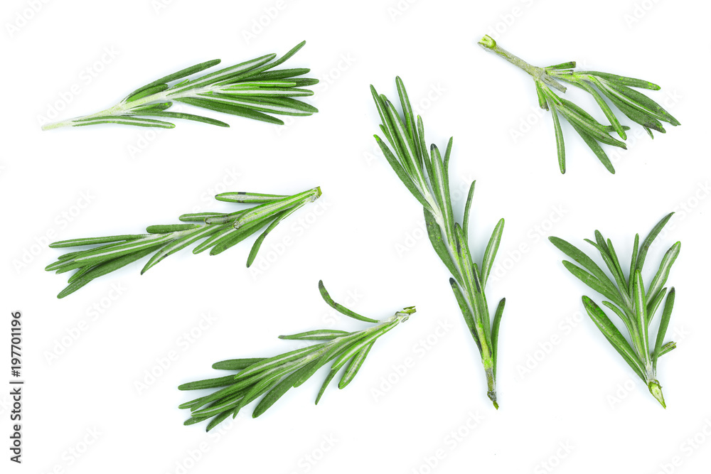 Fresh green rosemary isolated on a white background. Top view. Flat lay