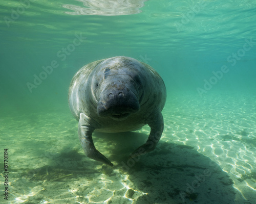 Crystal River in Florida has fresh water springs were water temperature stays constant 25 centigrade throughout the year, critical for Manatees who need warm water to survive the winter.