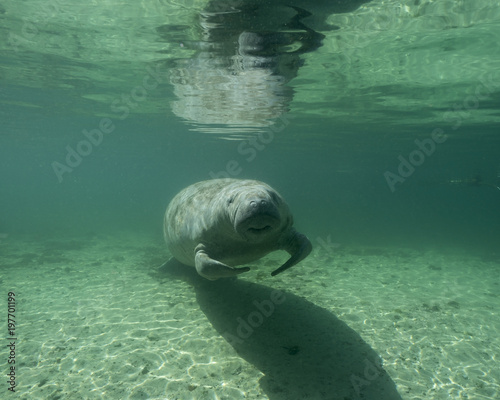 Crystal River in Florida has fresh water springs were water temperature stays constant 25 centigrade throughout the year, critical for Manatees who need warm water to survive the winter.