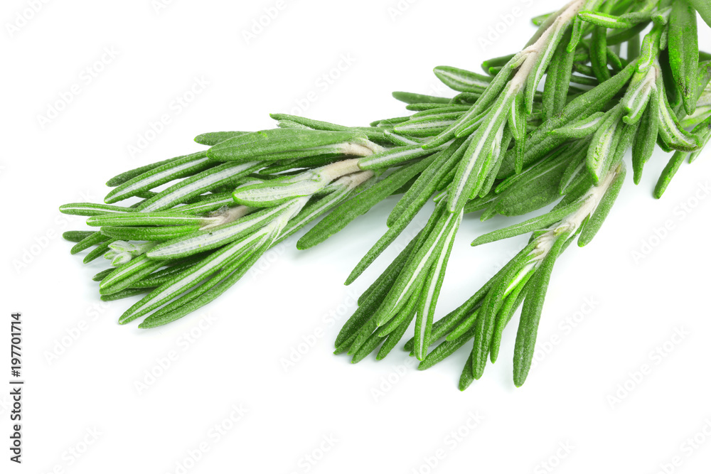 Fresh green rosemary isolated on a white background Fresh green rosemary isolated on a white background