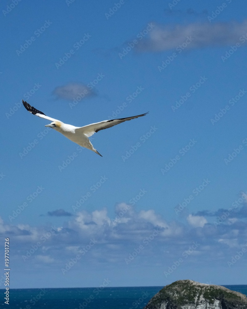 Gannet in flight Gannet in flight