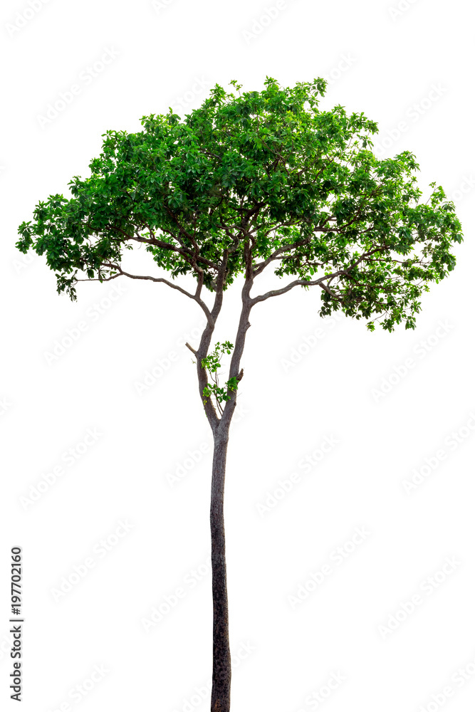 Isolated tree on white background