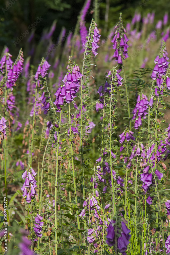 Fototapeta premium Fingerhut (Digitalis purpurea)